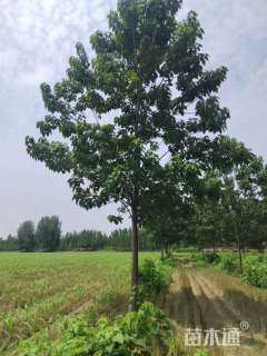 16公分楸树