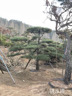 42公分造型油松