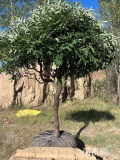 高度210厘米牡丹