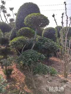 7公分造型小叶女贞