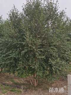 高度800厘米丛生河桦