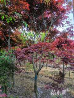 10公分日本红枫