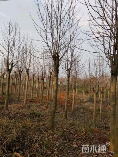 11公分北美鹅掌楸