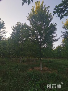 18公分美国红枫-秋火焰