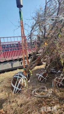 高度500厘米石榴