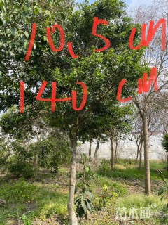 高度80厘米瓜子黄杨