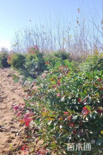 冠幅1300厘米石楠球