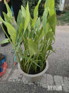 高度5060厘米慈姑