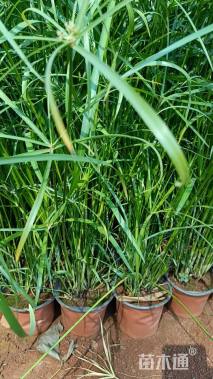 高度30厘米旱伞草