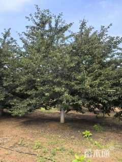 25公分染井吉野樱