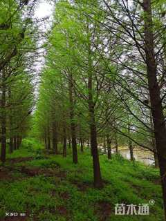 10公分墨西哥落羽杉