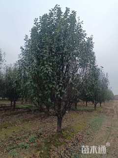 15公分八棱海棠