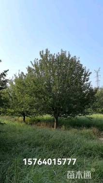 20公分绚丽海棠