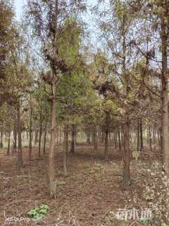 13公分墨西哥落羽杉