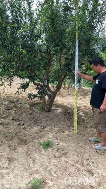 高度350厘米突尼斯软籽石榴