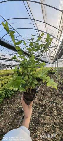 高度50厘米金森女贞