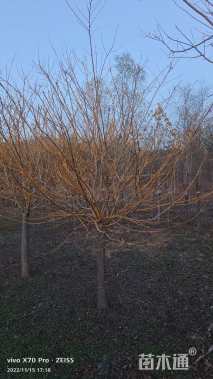 11公分矮接金枝槐