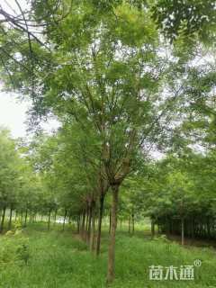 15公分速生国槐