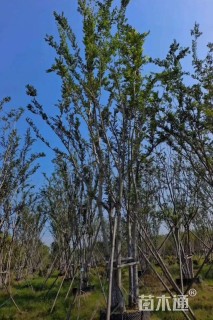 50公分(4杆)丛生朴树