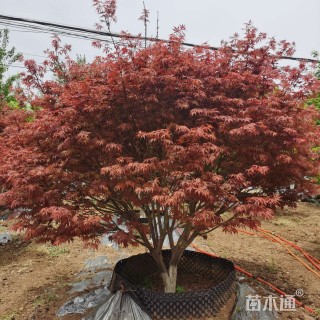 12公分中国红枫