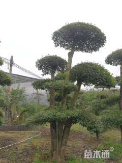 20公分造型大叶女贞