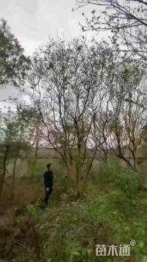 高度800厘米丛生紫薇