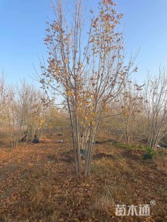 高度800厘米(5杆)丛生白蜡