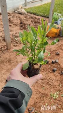 高度10厘米马鞭草