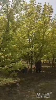 8公分金叶复叶槭