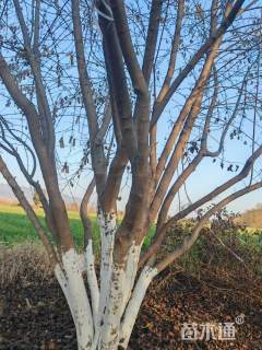 高度600厘米丛生茶条槭