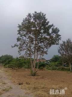 高度800厘米丛生紫薇