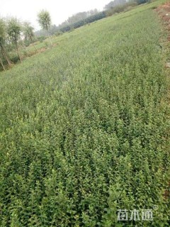 高度20厘米卫矛