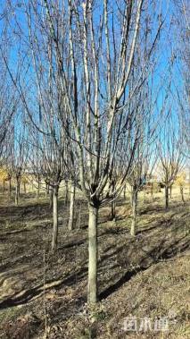 13公分绚丽海棠