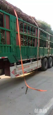 裸干高400厘米中东海枣