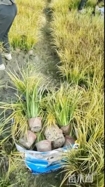 高度25厘米金叶菖蒲