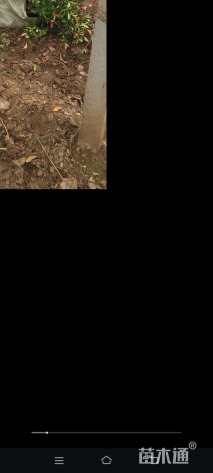 10公分红叶石楠