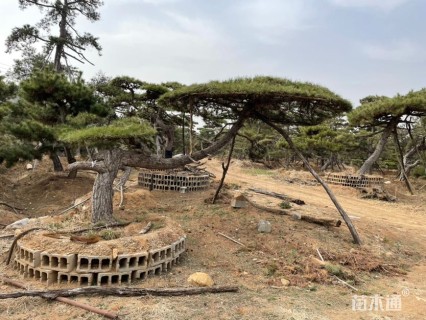 20公分造型油松