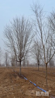 19公分美国红枫