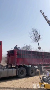 12公分绚丽海棠