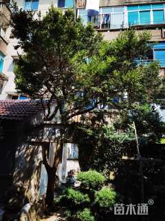 高度550厘米黄杨