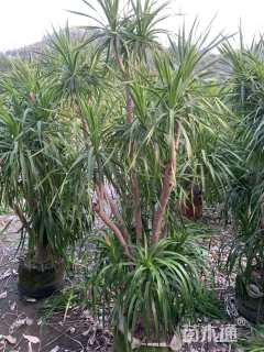 高度120厘米龙血树