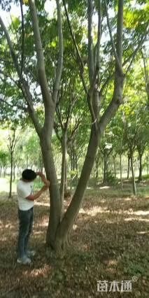 25公分黄山栾树