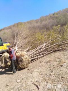 高度500厘米丛生五角枫