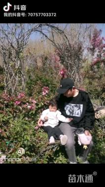 高度8000厘米红果树