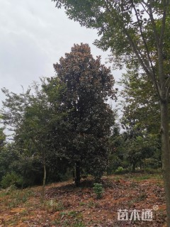 25公分耐寒广玉兰