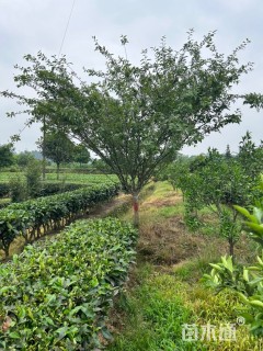 18公分垂丝海棠