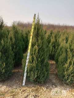 高度200厘米蜀桧柏