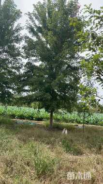 25公分美国红枫