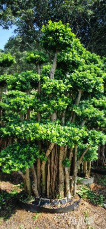 容器苗造型小叶榕