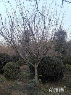 17公分日本晚樱